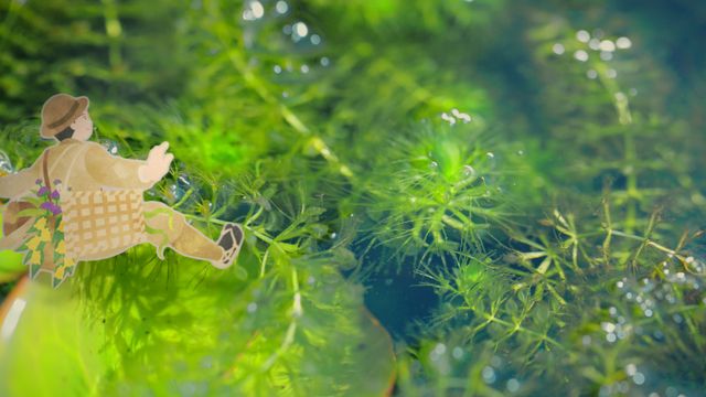 「らんまん」新たなタイトルバック、人生が満開になるように！（3枚目）