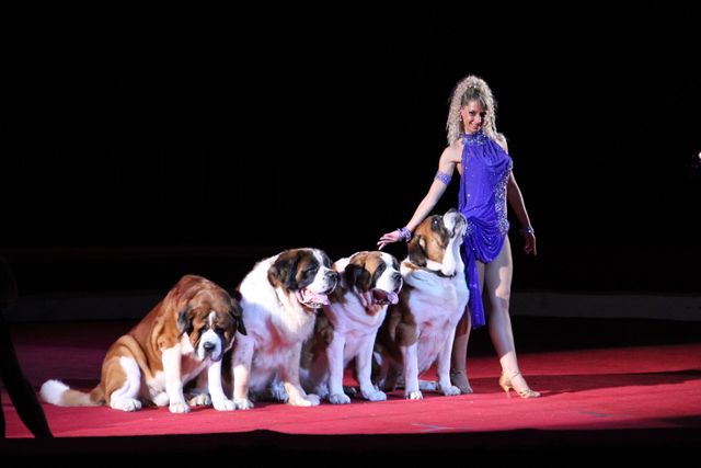 映画『マダガスカル3』＆ボリショイサーカスコラボイベント写真ギャラリー（6枚目）