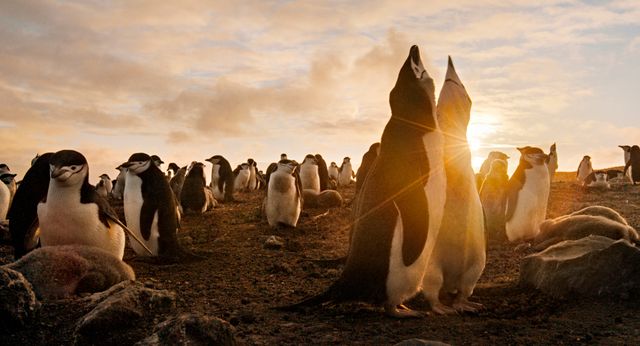 生き物たちの貴重な姿が見られる『アース：アメイジング・デイ』（2枚目）