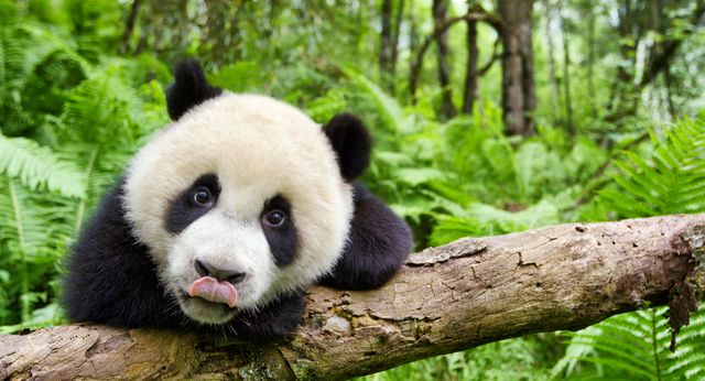 生き物たちの貴重な姿が見られる『アース：アメイジング・デイ』（4枚目）