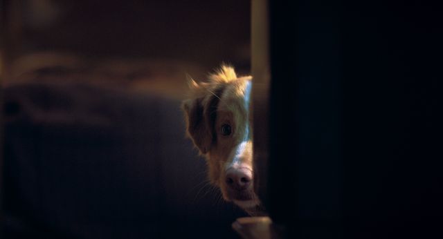 『GOOD BOY／グッド・ボーイ』 場面写真ほか（7枚目）