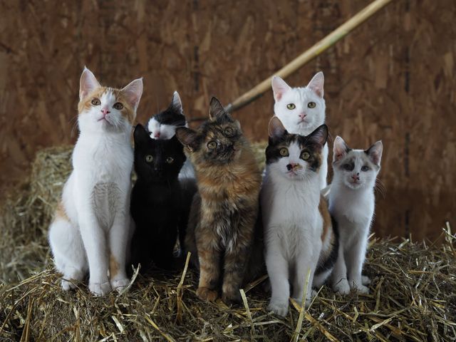 これはヤバい…！可愛すぎるネコがたくさん「岩合光昭の世界ネコ歩き」劇場版2弾場面写真：フォトギャラリー