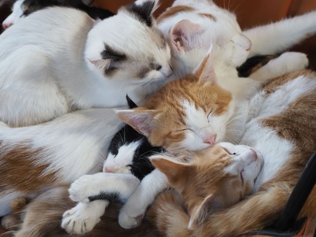 これはヤバい…！可愛すぎるネコがたくさん「岩合光昭の世界ネコ歩き」劇場版2弾場面写真（2枚目）