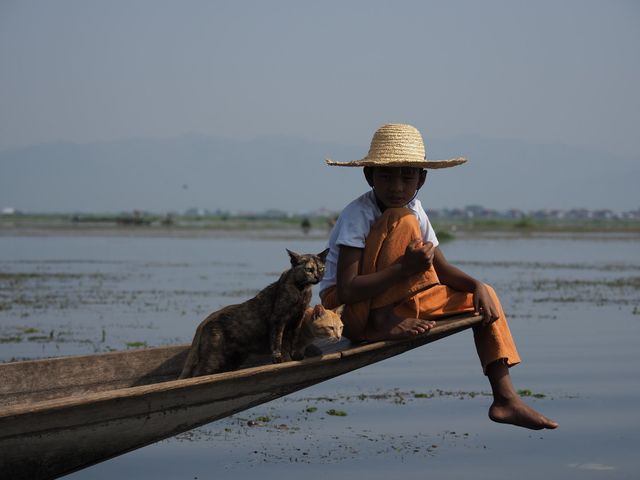 これはヤバい…！可愛すぎるネコがたくさん「岩合光昭の世界ネコ歩き」劇場版2弾場面写真（3枚目）