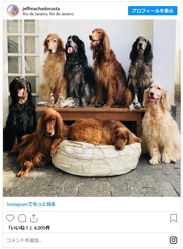 ジェファーソン・マチャドさんと犬たち（3枚目）