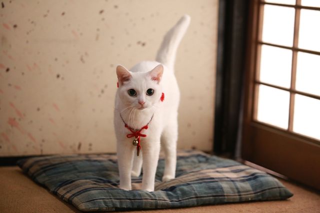 映画『猫侍 南の島へ行く』（仮題）＆玉之丞フォトギャラリー（7枚目）