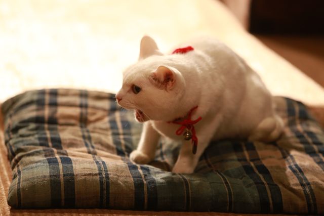 映画『猫侍 南の島へ行く』（仮題）＆玉之丞フォトギャラリー（8枚目）