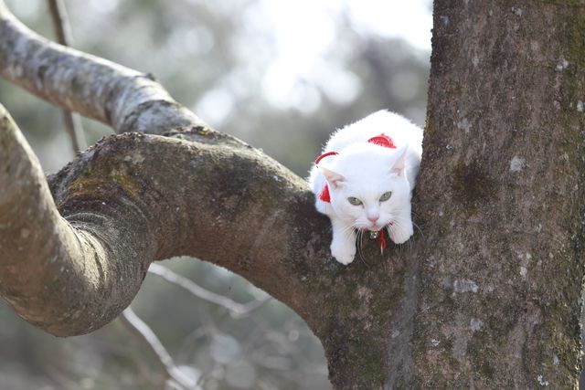 映画『猫侍 南の島へ行く』（仮題）＆玉之丞フォトギャラリー（10枚目）