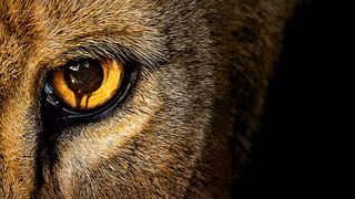 高い知能を持った動物たちが人間を狩り始める恐怖…海外ドラマ「暴走地区-ZOO-」日本上陸