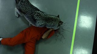 最近、動物がおかしいと思いませんか…？全動物VS人類の戦いへ