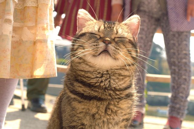 ねことじいちゃん