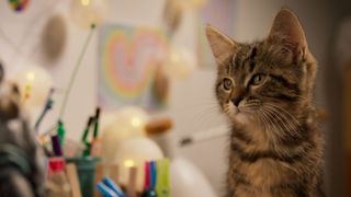 猫かわいすぎ！人間不信のウーマン村本が癒やされる