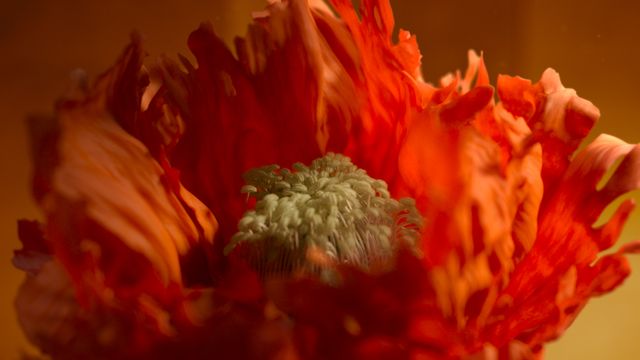 「光る君へ」反響呼んだタイトルバック映像カット＜31点＞：フォトギャラリー