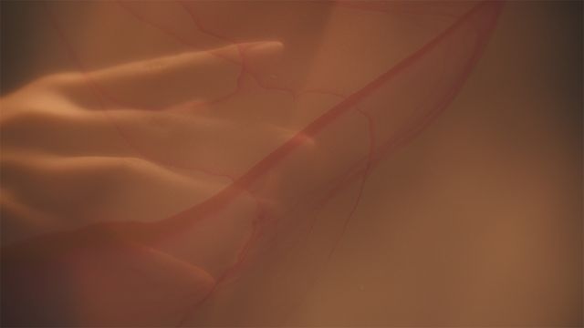 「光る君へ」反響呼んだタイトルバック映像カット＜31点＞（8枚目）