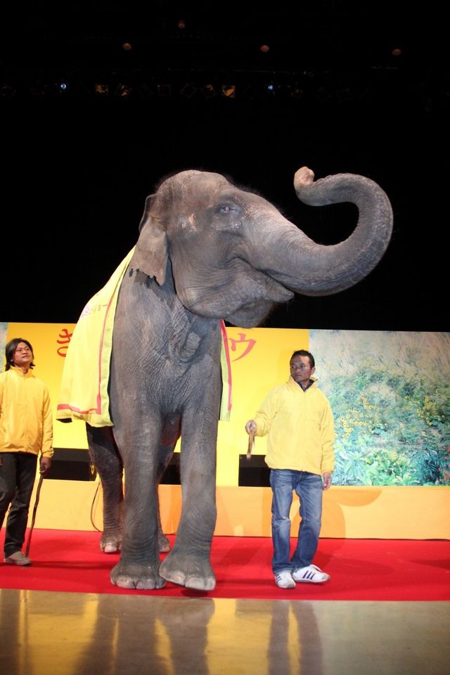 映画『きいろいゾウ』公開直前プレミアイベントフォトギャラリー（28枚目）