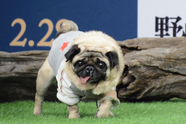 坂上忍＆IMALU、愛犬を抱っこ！『野性の呼び声』公開記念イベント（3枚目）