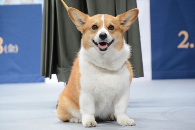 坂上忍＆IMALU、愛犬を抱っこ！『野性の呼び声』公開記念イベント（4枚目）