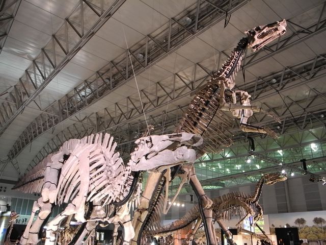 「世界最大 恐竜王国2012」報道内覧会写真ギャラリー（5枚目）