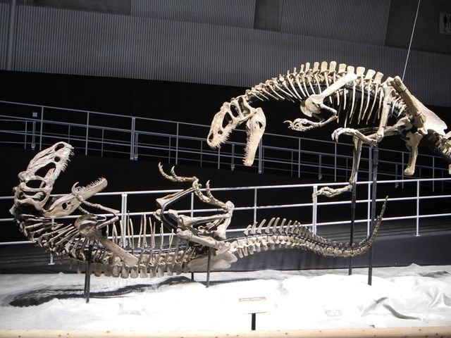 「世界最大 恐竜王国2012」報道内覧会写真ギャラリー（6枚目）