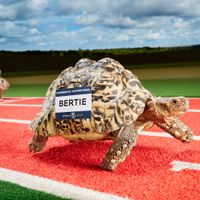 FastestTortoise.jpg