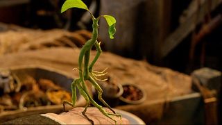 『ファンタスティック・ビーストと魔法使いの旅』に出てくる魔法動物一挙!フォトギャラリー