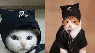 「猫侍」あなごの友情出演も!もっふもふに癒やされる~「猫忍」ギャラリー