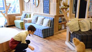 猫の日に映画『猫カフェ』製作発表！