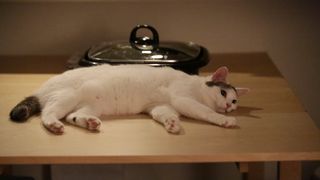 もふもふ!『寝ても覚めても』のネコ写真