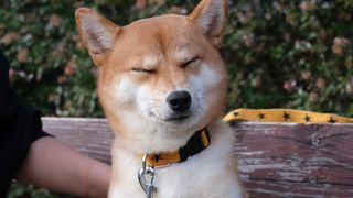 柴犬に癒される！ドラマ＆映画「柴公園」オフショット＜全48枚＞