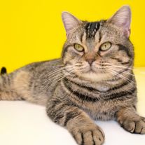 猫が可愛すぎる!『ねことじいちゃん』インタビューカット<全24枚>