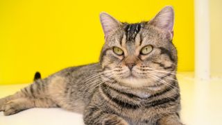 猫が可愛すぎる！『ねことじいちゃん』インタビューカット＜全24枚＞