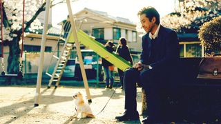 激カワ！ドラマで大人気のチワワ