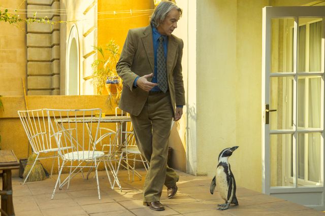 かわいいペンギン！『ペンギン・レッスン』場面写真：フォトギャラリー