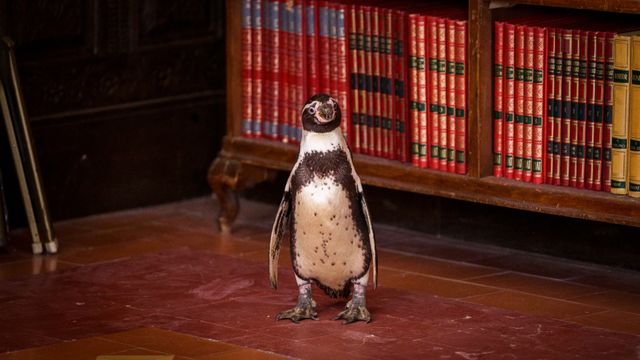 かわいいペンギン！『ペンギン・レッスン』場面写真（5枚目）