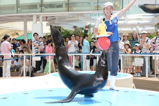 篠原信一がアシカと輪投げ対決！「夏休みポケモンカーニバル」フォトギャラリー（9枚目）