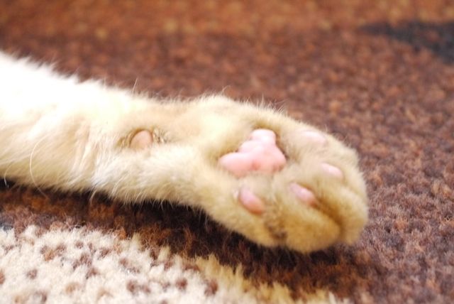 プニプニの肉球がたまらニャい！猫ドロップ写真館：フォトギャラリー