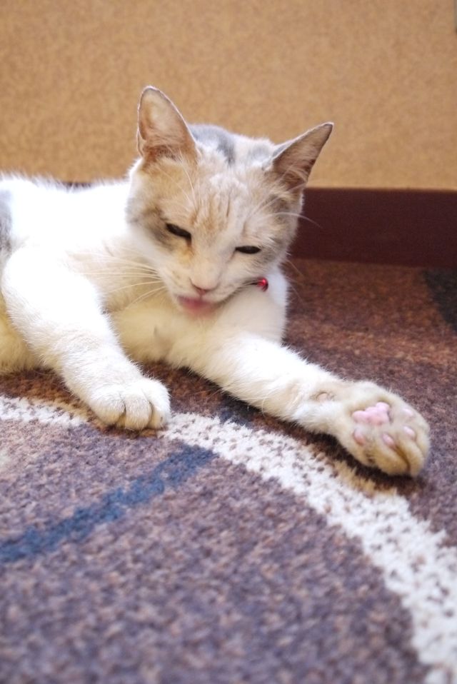 プニプニの肉球がたまらニャい！猫ドロップ写真館（2枚目）