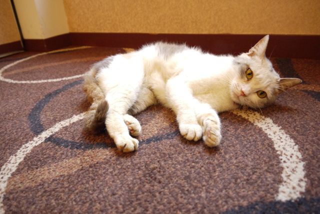 プニプニの肉球がたまらニャい！猫ドロップ写真館（3枚目）