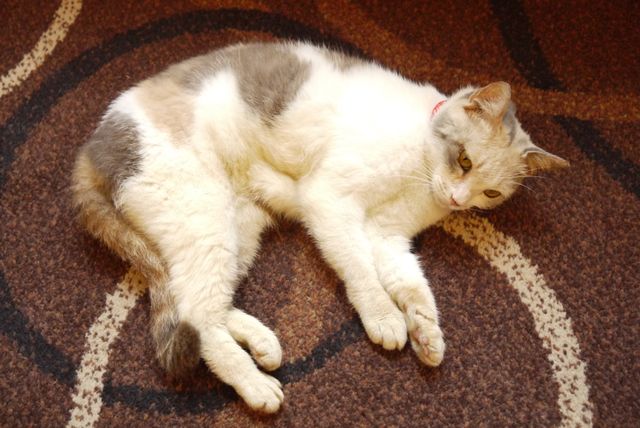 プニプニの肉球がたまらニャい！猫ドロップ写真館（4枚目）