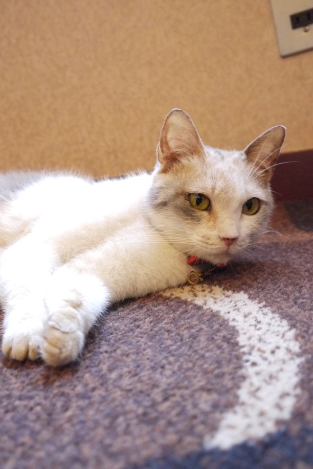 プニプニの肉球がたまらニャい！猫ドロップ写真館（5枚目）