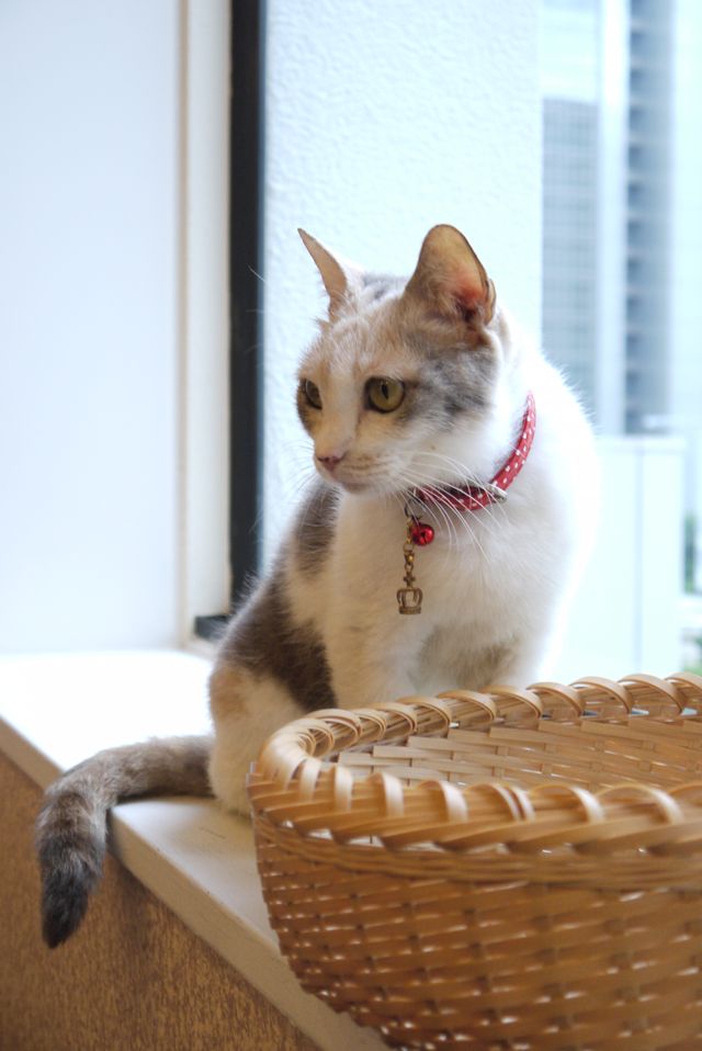 プニプニの肉球がたまらニャい！猫ドロップ写真館（6枚目）