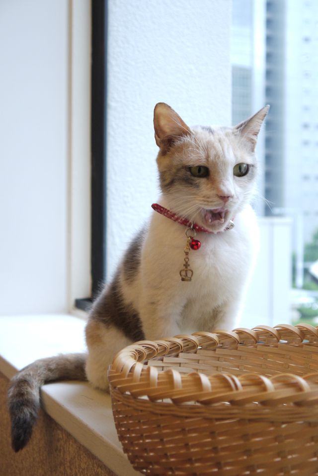 プニプニの肉球がたまらニャい！猫ドロップ写真館（7枚目）