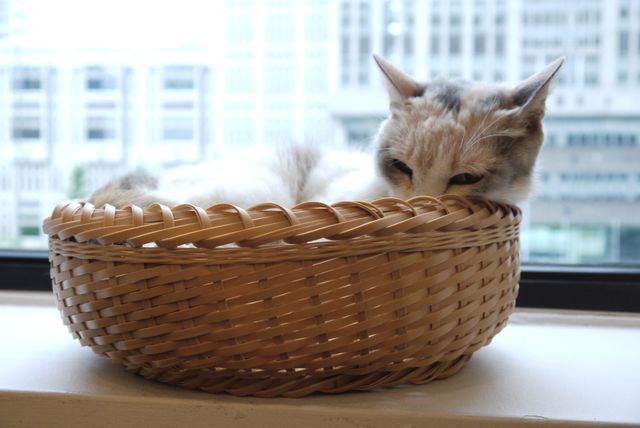 プニプニの肉球がたまらニャい！猫ドロップ写真館（8枚目）