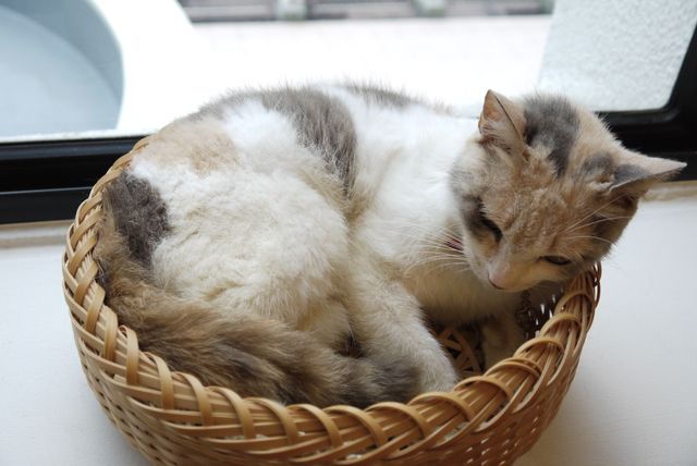 プニプニの肉球がたまらニャい！猫ドロップ写真館（9枚目）