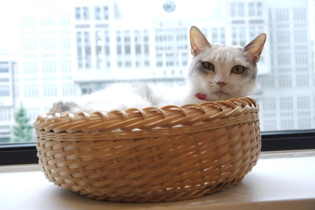 プニプニの肉球がたまらニャい！猫ドロップ写真館（10枚目）