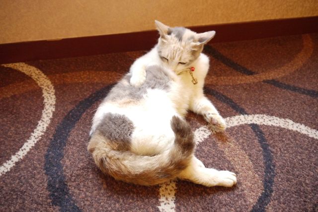 プニプニの肉球がたまらニャい！猫ドロップ写真館（11枚目）