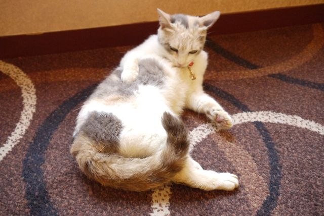 プニプニの肉球がたまらニャい！猫ドロップ写真館（12枚目）