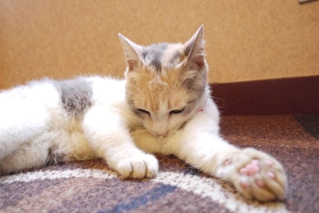 プニプニの肉球がたまらニャい！猫ドロップ写真館（13枚目）