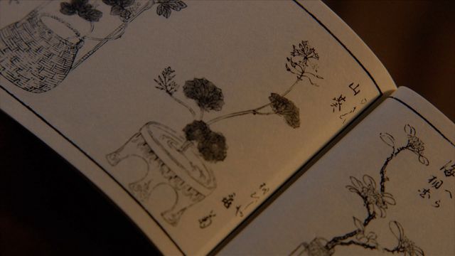 「べらぼう」わさびに毒草！女郎を花に見立てる「一目千本」の中身＜18枚＞（6枚目）