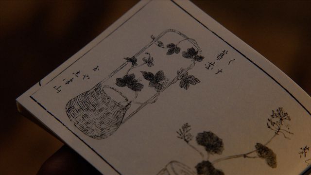 「べらぼう」わさびに毒草！女郎を花に見立てる「一目千本」の中身＜18枚＞（7枚目）